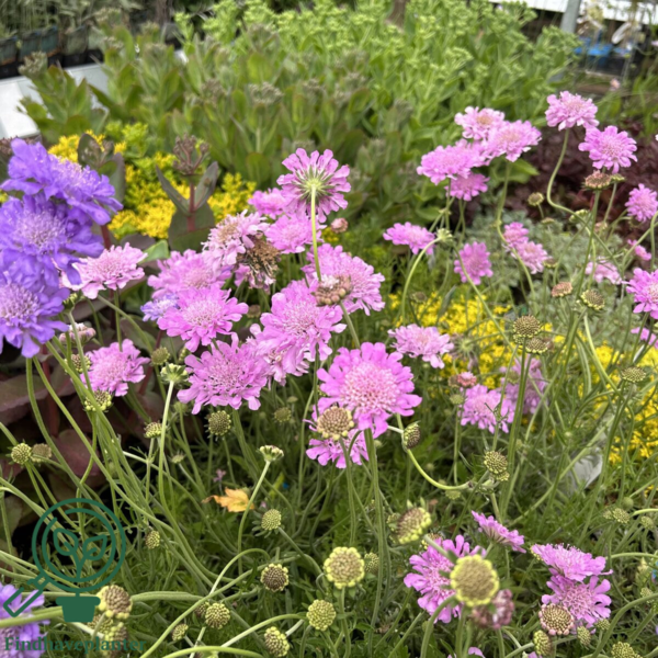 Scabiosa columbaria 'Pink Mist', Dueskabiose