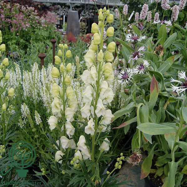 Aconitum napellus 'Album', Stormhat, Venusvogn