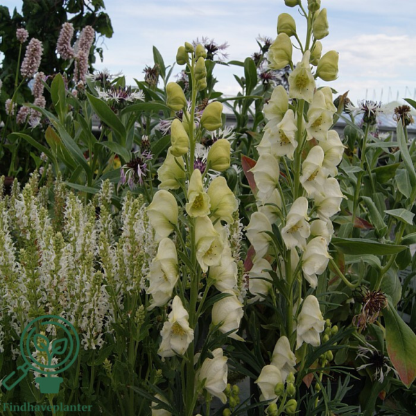 Aconitum napellus 'Album', Stormhat, Venusvogn