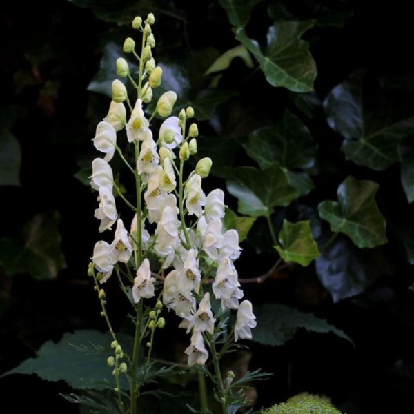 Aconitum napellus 'Album', Stormhat, Venusvogn