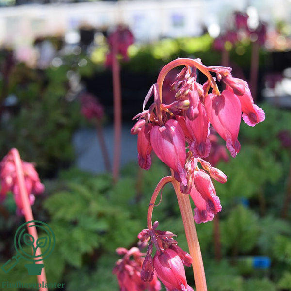 Dicentra formosa 'Luxuriant', Hjerteblomst