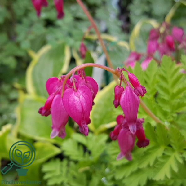 Dicentra formosa 'Luxuriant', Hjerteblomst