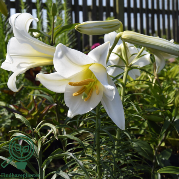 Lilium regale, Lilje