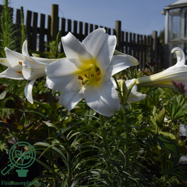 Lilium regale, Lilje