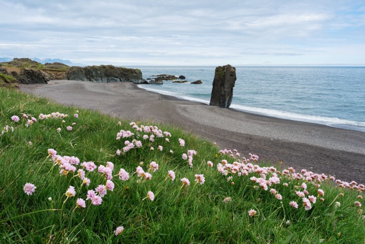 Armeria maritima 'Rosea Compacta', Engelskgræs