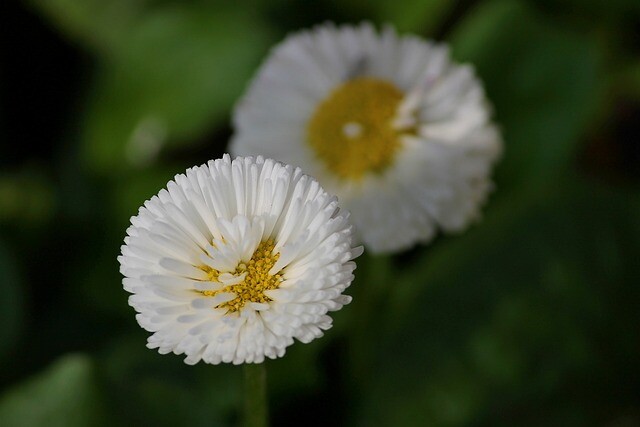 Bellis perennis 'Pomponette' hvid, Tusindfryd