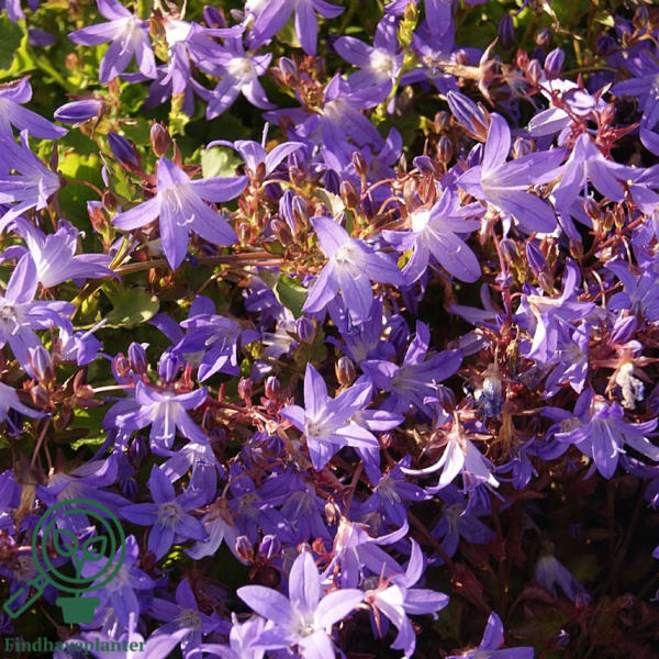 Campanula poscharskyana 'Stella', Klokkeblomst