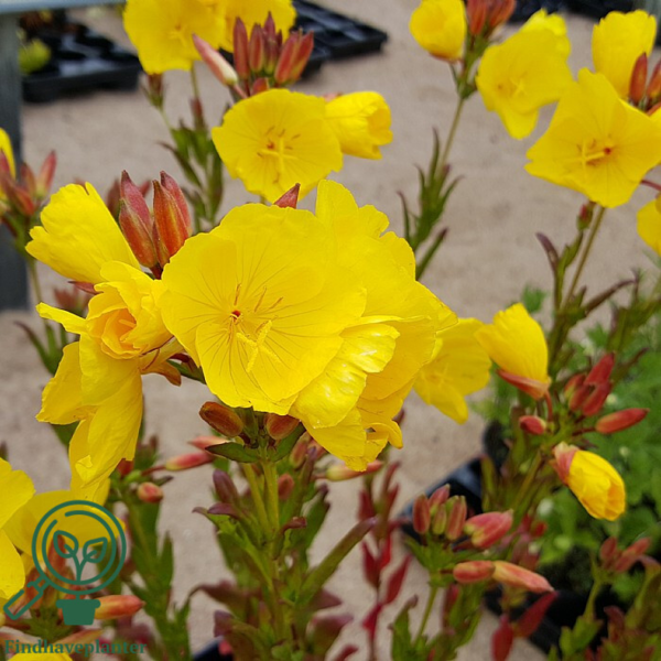 Oenothera tetragona 'Hohes Licht', Natlys