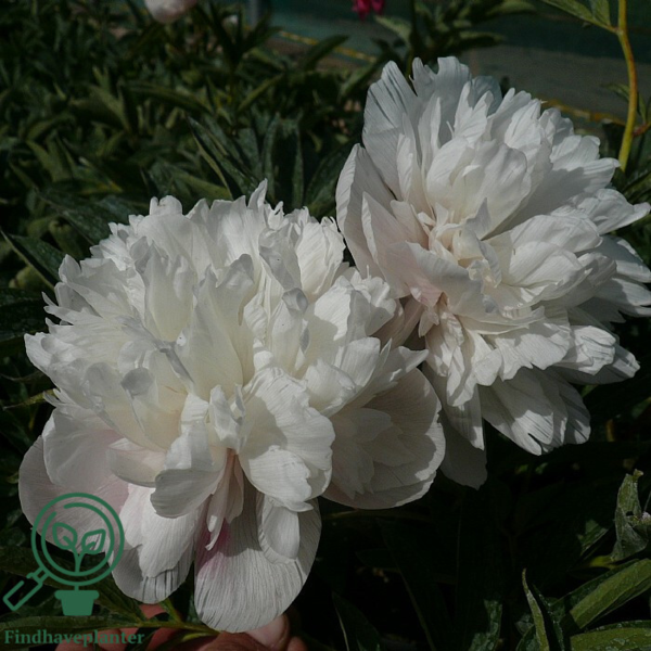 Paeonia officinalis 'Alba Plena', Pæon / bonderose