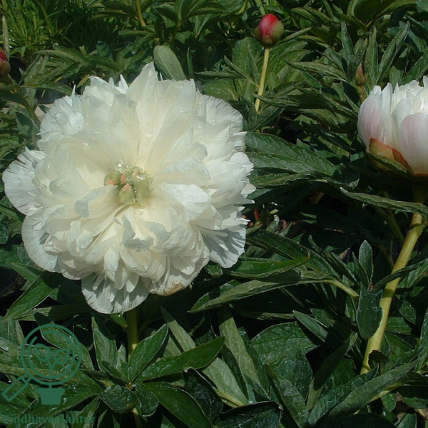 Paeonia officinalis 'Alba Plena', Pæon / bonderose