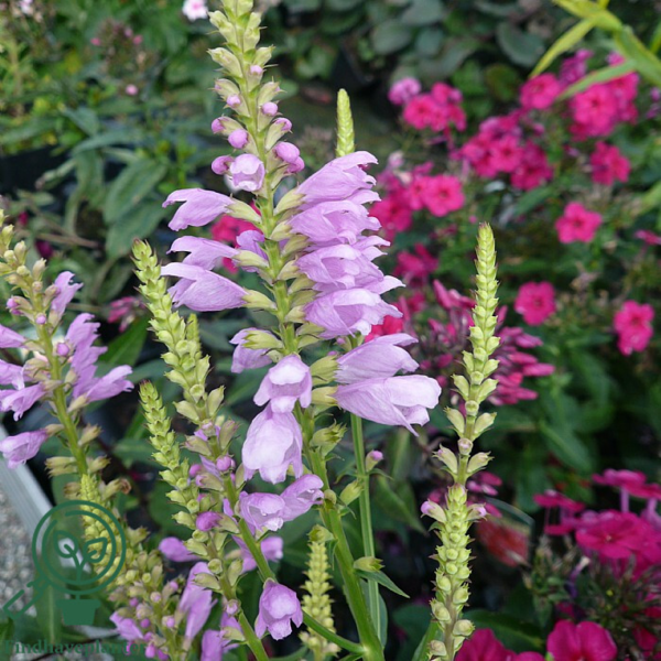 Physostegia virginiana 'Vivid', Drejeblomst