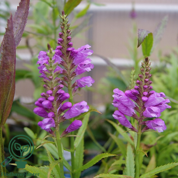Physostegia virginiana 'Vivid', Drejeblomst