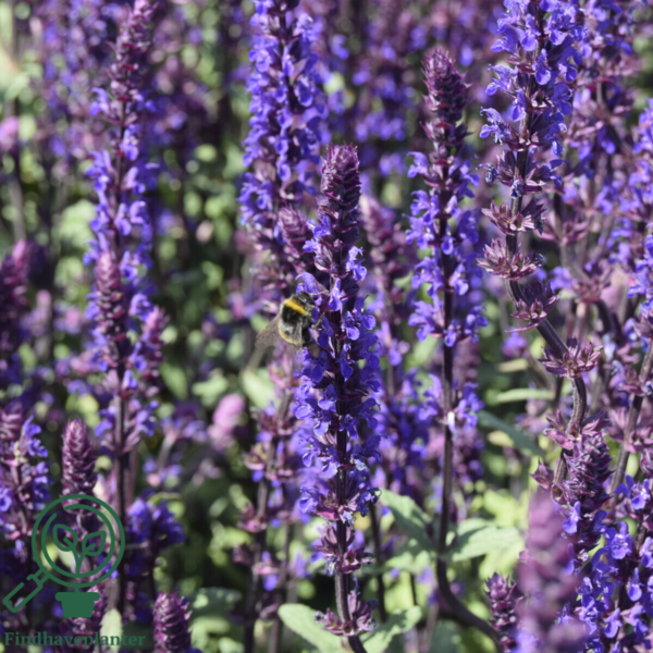 Salvia nemorosa 'Caradonna', Småblomstret salvie C0,8