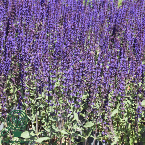 Salvia nemorosa 'Caradonna', Småblomstret salvie C0,8