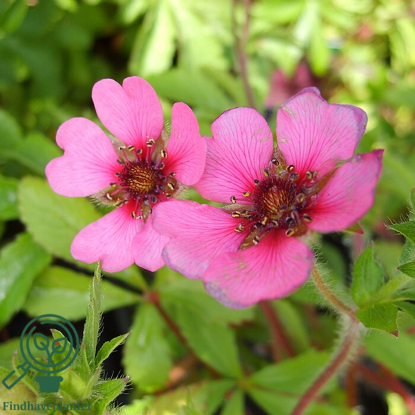Potentilla nepalensis 'Ron MacBeath', Indisk potentil