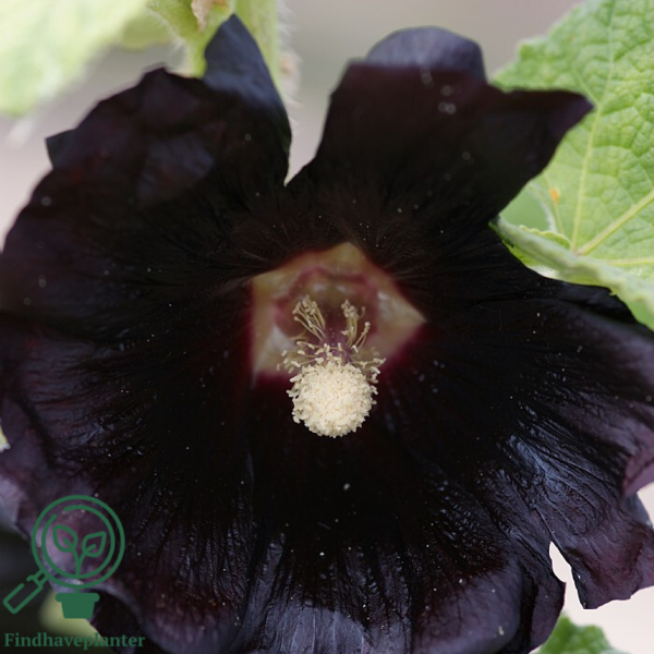 Alcea rosea 'Nigra', Stokrose