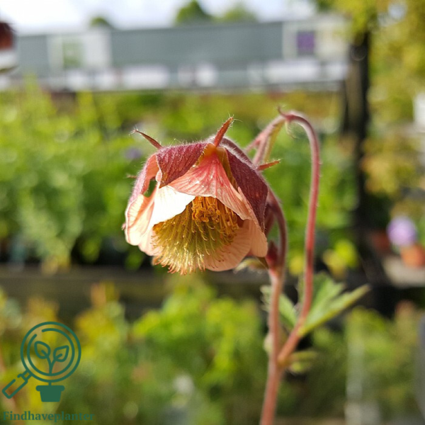 Geum rivale, Nellikerod
