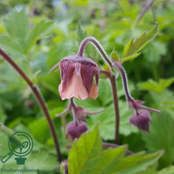 Geum rivale, Nellikerod