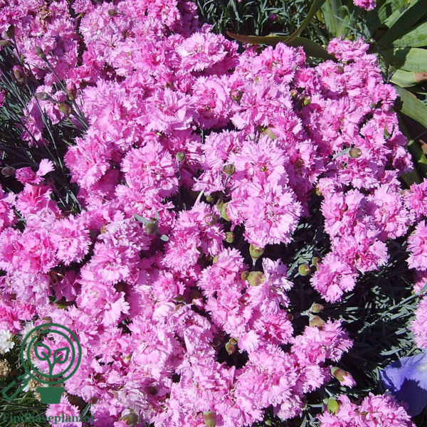 Dianthus plumarius 'Maggie', Nellike