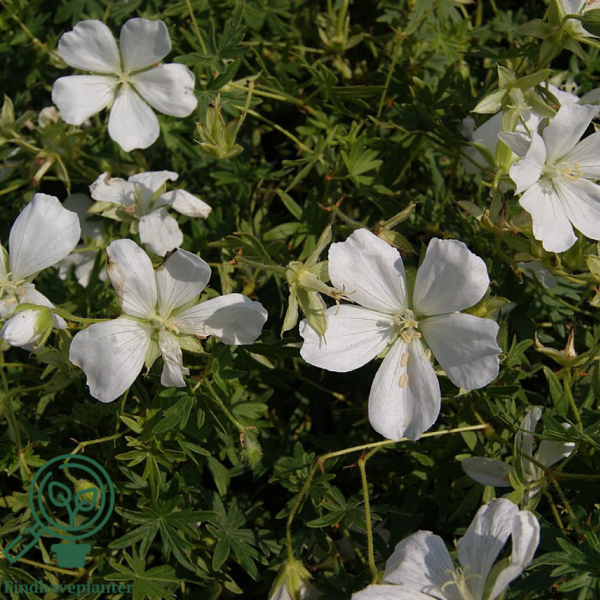 Geranium sanguineum 'Album', Storkenæb