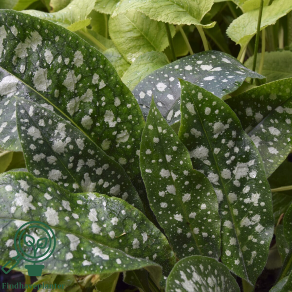 Pulmonaria hybrid 'Trevi Fountain', Lungeurt