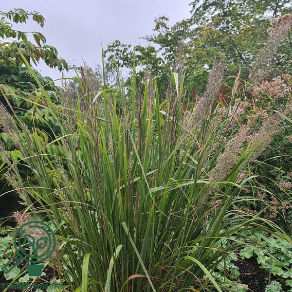 Achnatherum calamagrostis (Stipa calamagrostis), Sølvaks