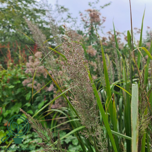 Achnatherum calamagrostis (Stipa calamagrostis), Sølvaks