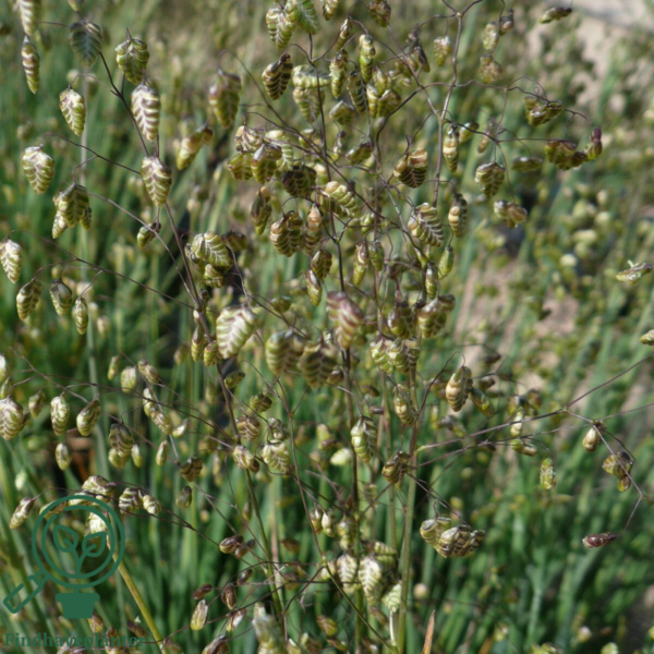 Briza media, Hjertegræs