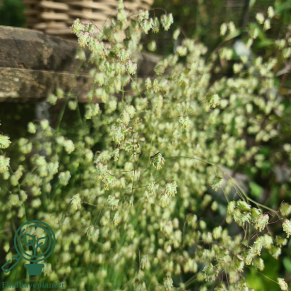 Briza media, Hjertegræs