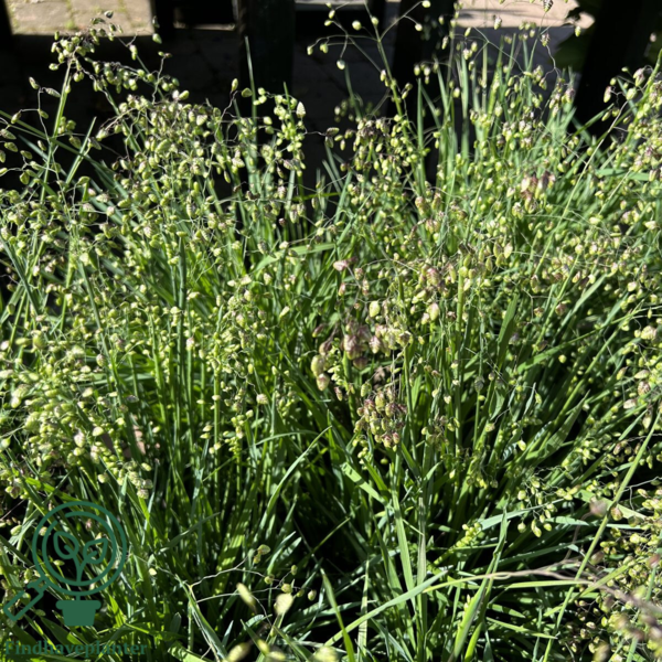 Briza media, Hjertegræs