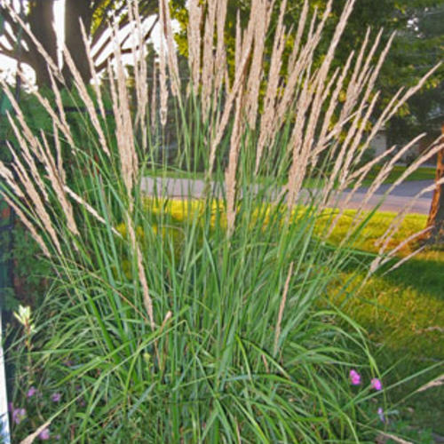 Calamagrostis acutiflora 'Karl Foerster', Rørhvene