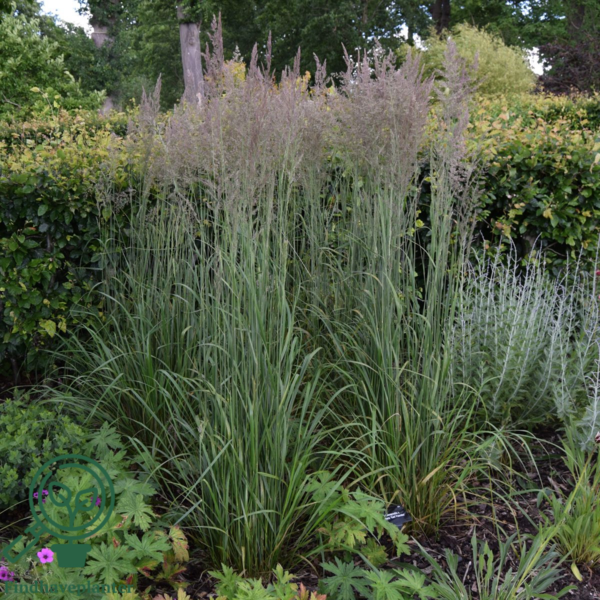 Calamagrostis acutiflora 'Karl Foerster', Rørhvene