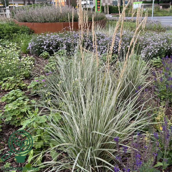 Calamagrostis acutiflora 'Overdam', Rørhvene