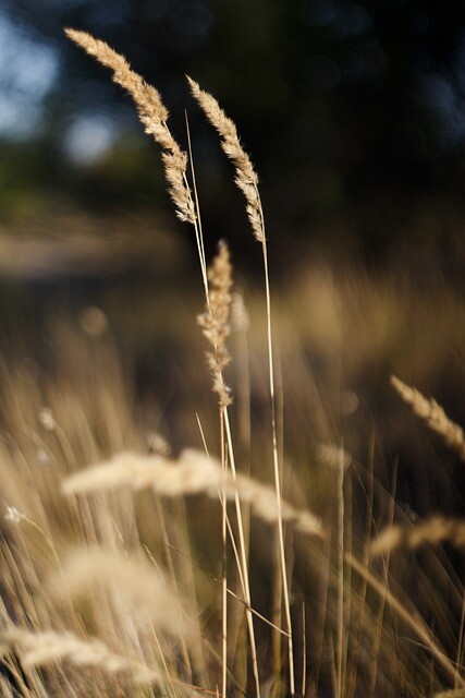 Calamagrostis acutiflora 'Overdam', Rørhvene