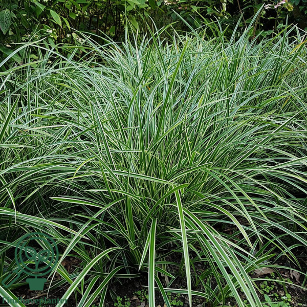Carex morrowii 'Ice Dance', Star
