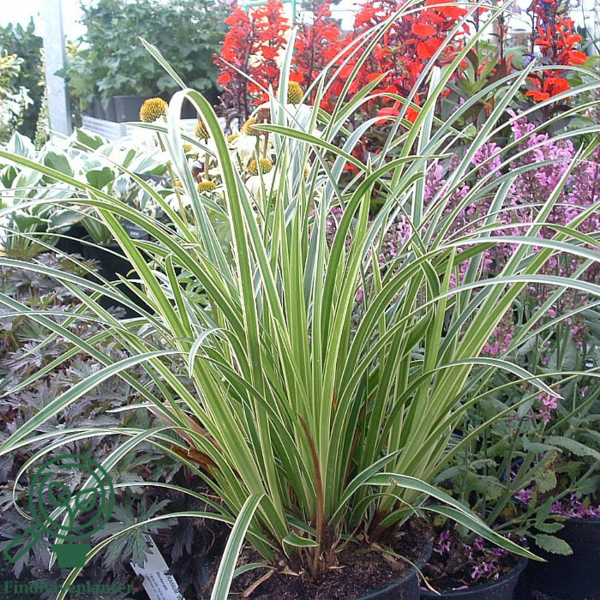 Carex morrowii 'Ice Dance', Star