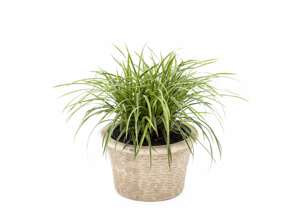 Carex morrowii 'Ice Dance', Star