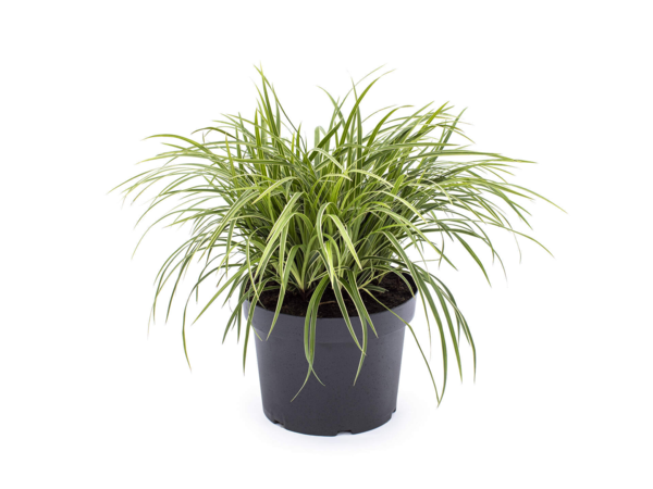 Carex morrowii 'Ice Dance', Star