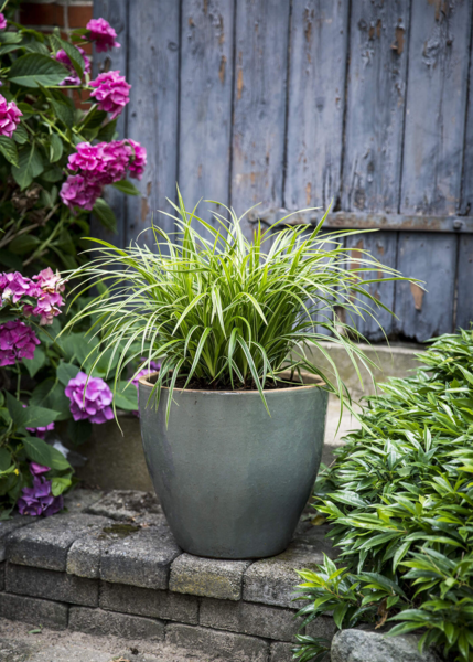 Carex morrowii 'Ice Dance', Star