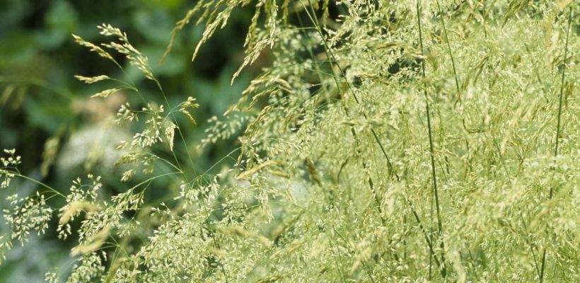 Deschampsia cespitosa 'Waldschatt', Mosebunke