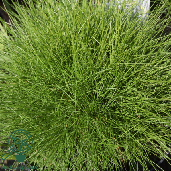 Festuca gautieri 'Pic Carlit', Bjørnegræs