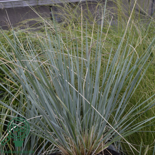 Helictotrichon sempervirens, Alpehavre