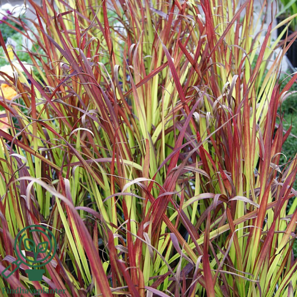 Imperata cylindrica 'Red Baron'