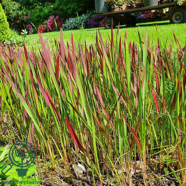 Imperata cylindrica 'Red Baron'