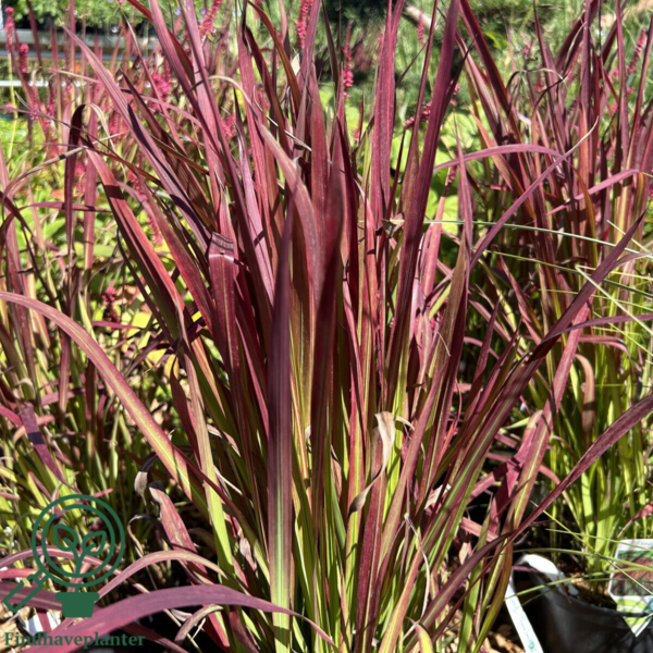 Imperata cylindrica 'Red Baron'
