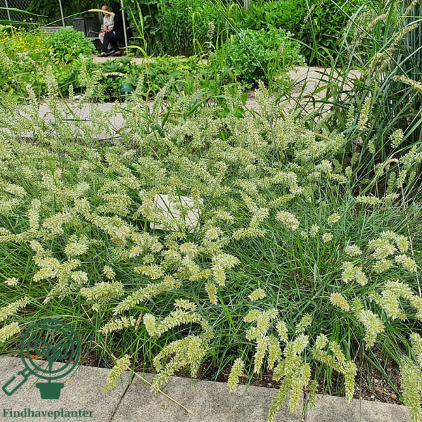 Koeleria glauca, Klitkambunke