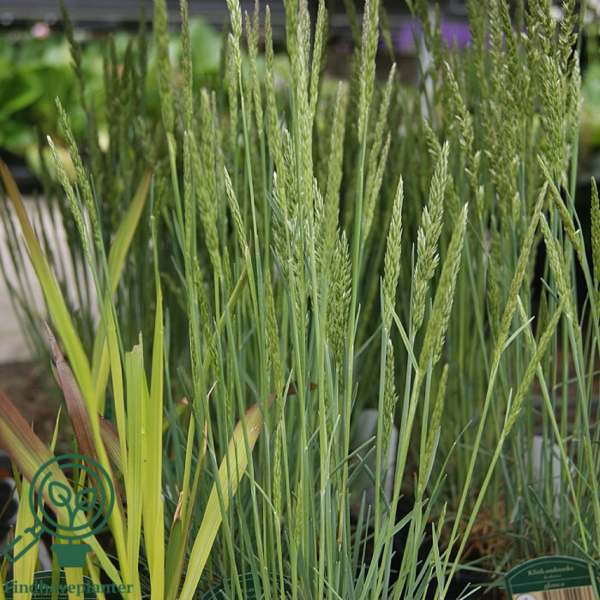 Koeleria glauca, Klitkambunke