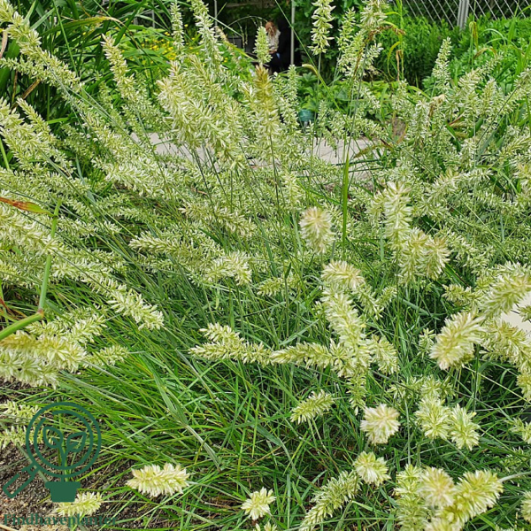 Koeleria glauca, Klitkambunke