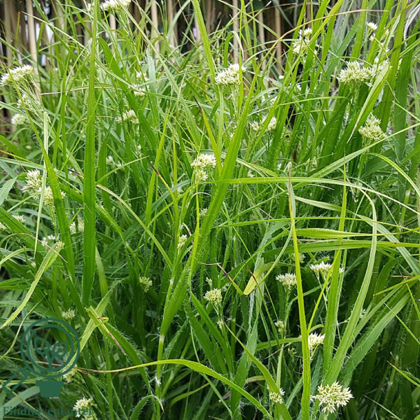 Luzula nivea, Snefrytle