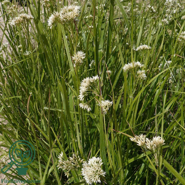 Luzula nivea, Snefrytle